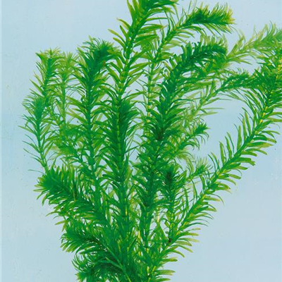 Dichtblättrige Wasserpest