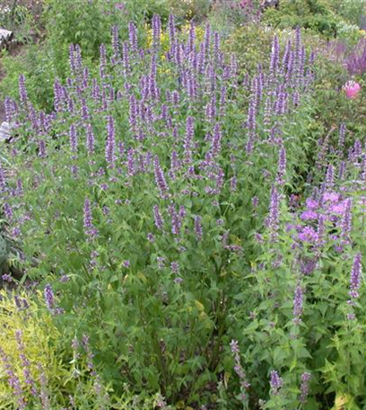 Großstauden pflanzen – imposante Giganten für den Garten