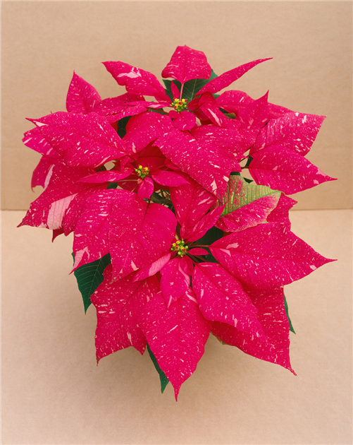 Euphorbia pulcherrima 'Christmas Feelings', Weihnachtsstern