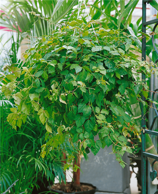 Cissus-rhombifolia-1200x630-proportionalbiggest.webp