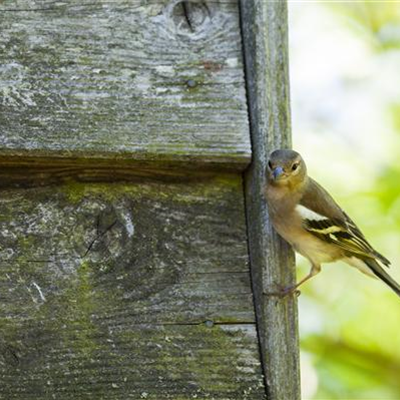 Die richtige Fütterung der Vögel im Winter