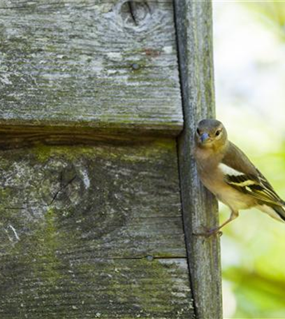 Die richtige Fütterung der Vögel im Winter