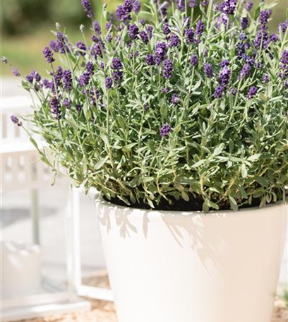 Lavendel – dufte Heilpflanze mit sommerlicher Blüte