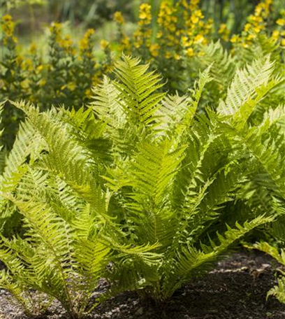 Großstauden pflanzen – imposante Giganten für den Garten