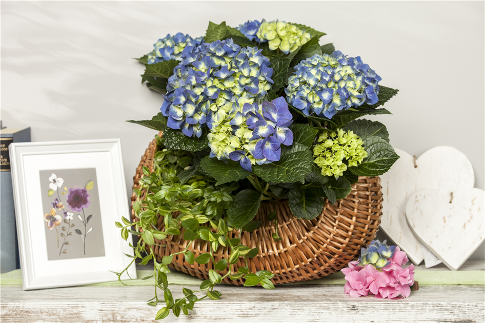 kichererbsen saatgut bio Bioland Kichererbsen 400 g main image 0