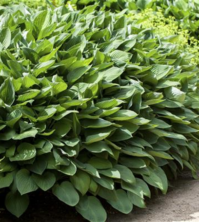 Großstauden pflanzen – imposante Giganten für den Garten