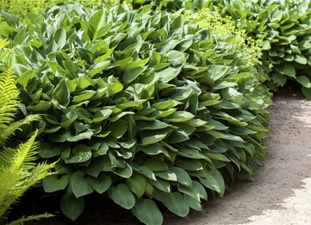 Die Funkie – der Allrounder im Garten Die Funkie – der Allrounder im Garten