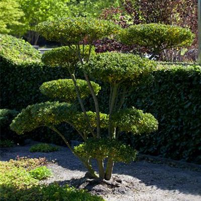 Gut in Form: Wissenswertes über Buchsbaum Gut in Form: Wissenswertes über Buchsbaum