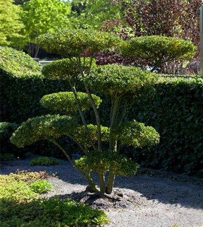 Gut in Form: Wissenswertes über Buchsbaum