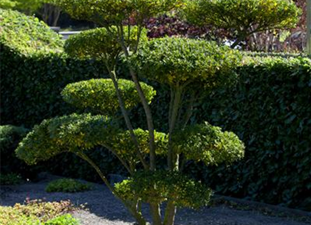 Gut in Form: Wissenswertes über Buchsbaum
