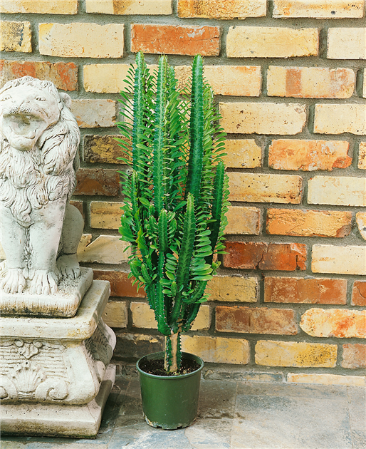 monsteras kaufen Monstera Platinum