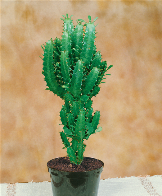 philodendron florida ghost care Philodendron Florida Ghost main image 1