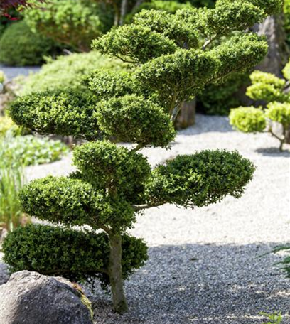 Gut in Form: Wissenswertes über Buchsbaum