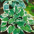 Hosta x fortunei 'Minuteman'
