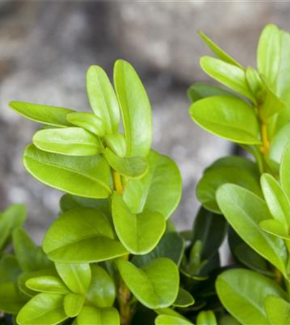 Gut in Form: Wissenswertes über Buchsbaum