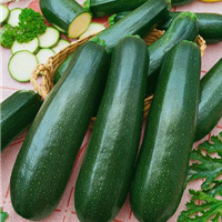 Zucchini / Cucurbita pepo con. giromontiina Ambassador