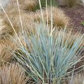 Elymus magellanicus