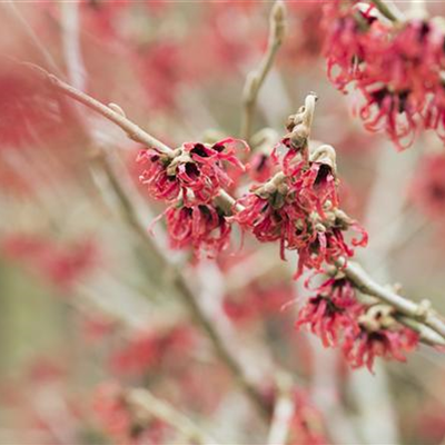 Mit Farbe gegen die Tristesse: Winterblüher im Garten