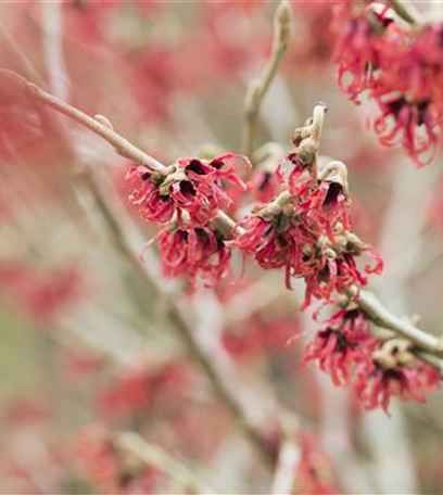Mit Farbe gegen die Tristesse: Winterblüher im Garten