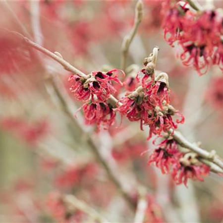 Mit Farbe gegen die Tristesse: Winterblüher im Garten