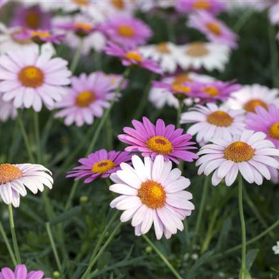 Blütenpracht im Garten: Ein Blumenbeet anlegen