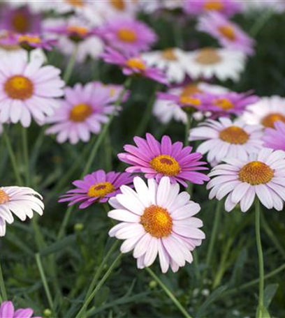 Blütenpracht im Garten: Ein Blumenbeet anlegen