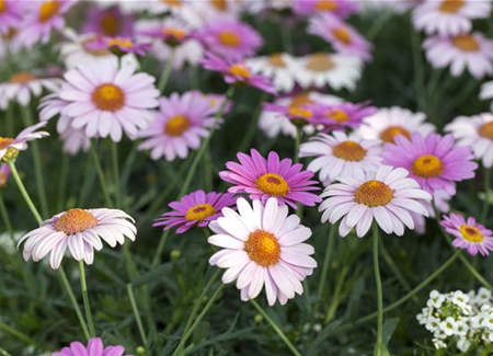 Blütenpracht im Garten: Ein Blumenbeet anlegen