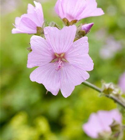 Ein Blumenbeet als Bienenweide anlegen – so geht‘s