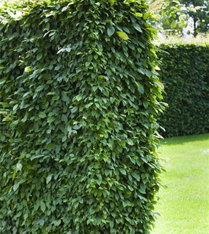 Hecken pflanzen: Von lebenden Zäunen im Garten