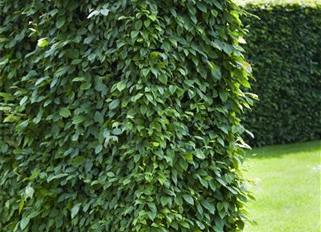 Hecken pflanzen: Von lebenden Zäunen im Garten Hecken pflanzen: Von lebenden Zäunen im Garten