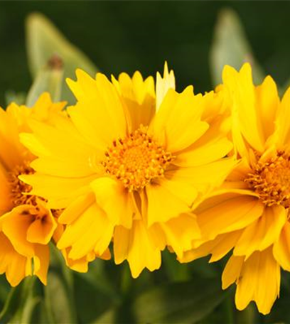 Ein Blumenbeet als Bienenweide anlegen – so geht‘s