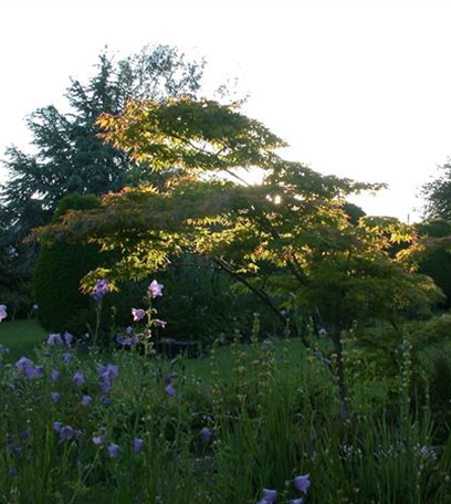 Blütenpracht im Garten: Ein Blumenbeet anlegen