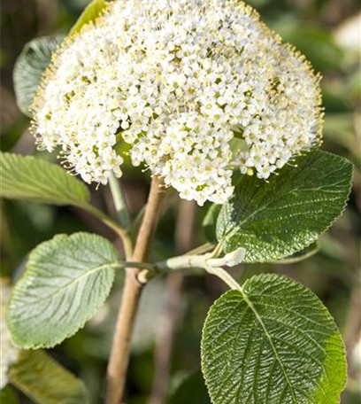 Mit Farbe gegen die Tristesse: Winterblüher im Garten