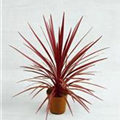 Cordyline australis 'Red Star'