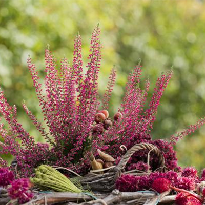 Herbstbepflanzung für den Balkonkasten