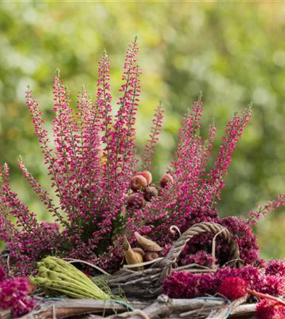Herbstbepflanzung für den Balkonkasten