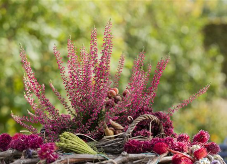 Herbstbepflanzung für den Balkonkasten Herbstbepflanzung für den Balkonkasten