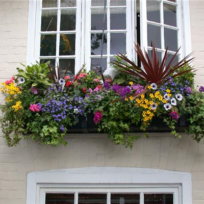 Botanische Frühlingsgefühle für den Balkonkasten