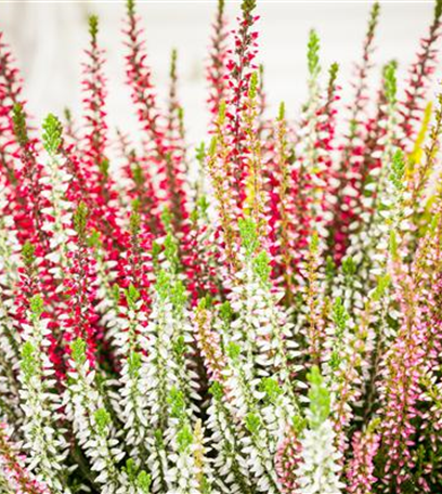 Herbstbepflanzung für den Balkonkasten