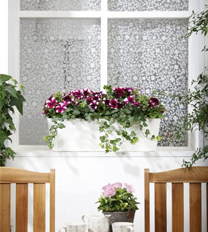 Botanische Frühlingsgefühle für den Balkonkasten