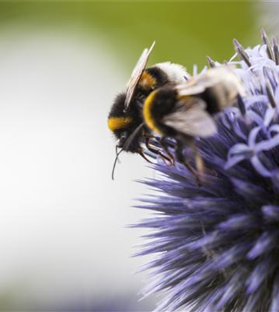 Ein Insektenhotel im Garten