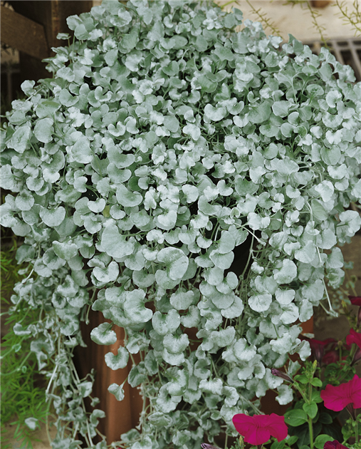 biologisches saatgut aus dem eigenen garten BIO Saatgut Gründüngung Blühstreifen Insektenbuffet – Biogartenladen main image 0