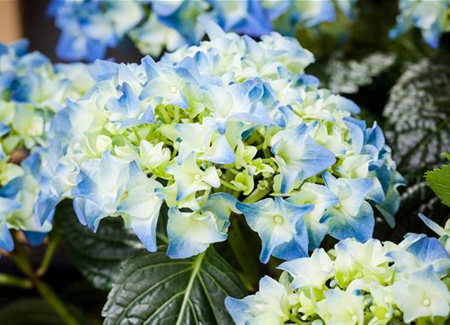 Hortensien im Garten: Pflegen, schneiden und überwintern Hortensien im Garten: Pflegen, schneiden und überwintern