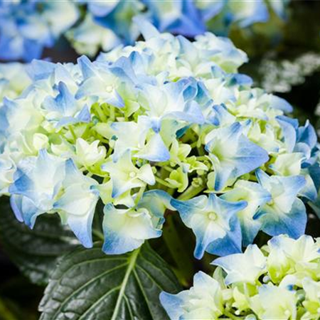 Hortensien im Garten: Pflegen, schneiden und überwintern