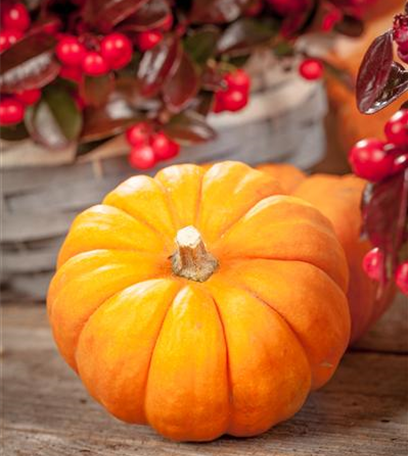 Herbstbepflanzung für den Balkonkasten