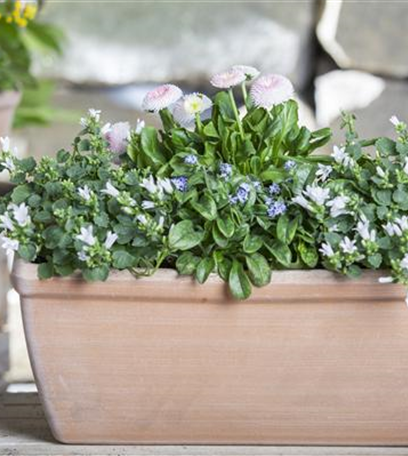 Botanische Frühlingsgefühle für den Balkonkasten