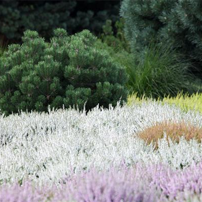 Einen eigenen Heidegarten anlegen
