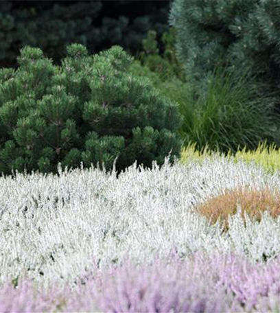 Einen eigenen Heidegarten anlegen
