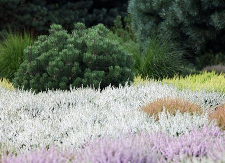 Einen eigenen Heidegarten anlegen Einen eigenen Heidegarten anlegen