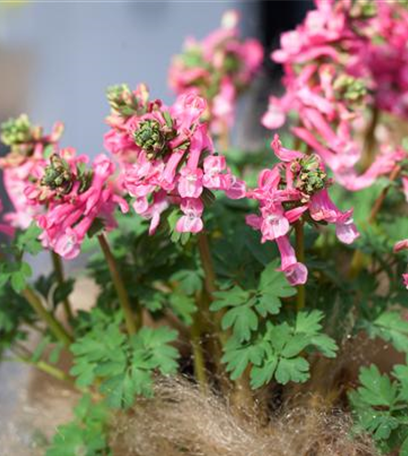 Botanische Frühlingsgefühle für den Balkonkasten